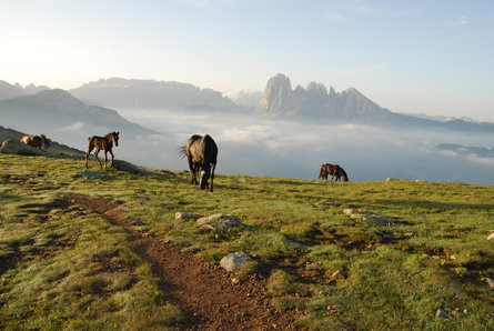 Resciesa: part of Dolomites – UNESCO World Heritage  1 suedtirol.info