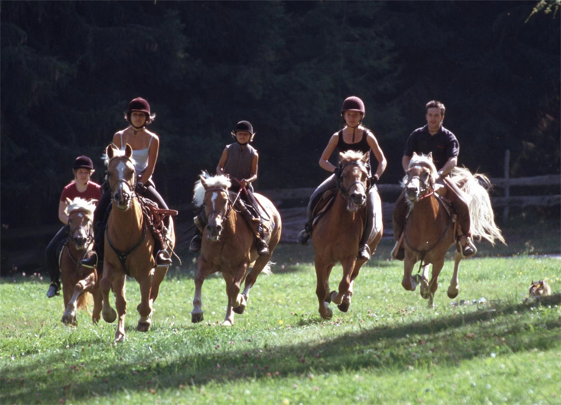 Horse farm Unterwirt Jenesien/San Genesio Atesino 3 suedtirol.info