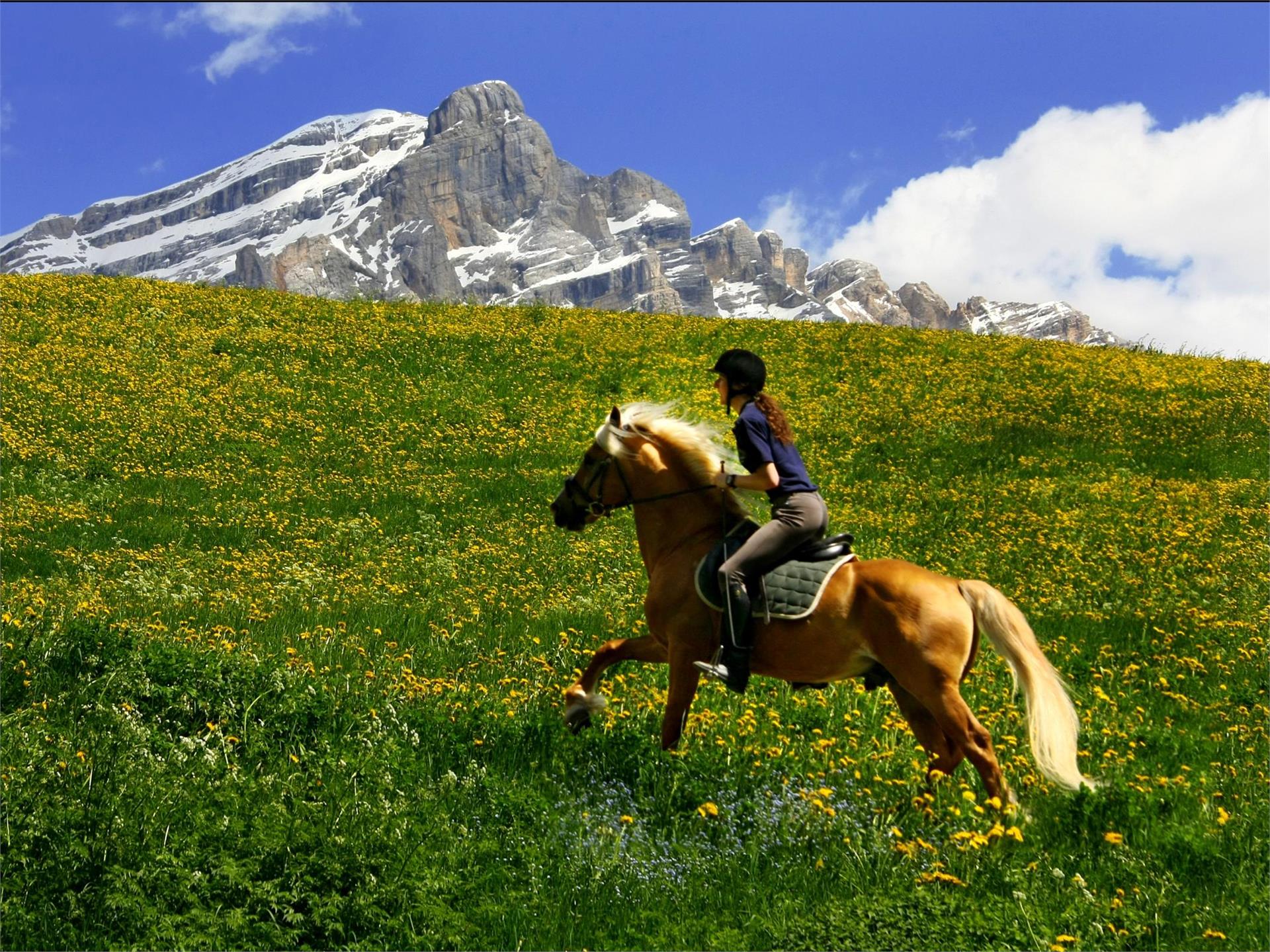 Reitschule Badia Badia 3 suedtirol.info