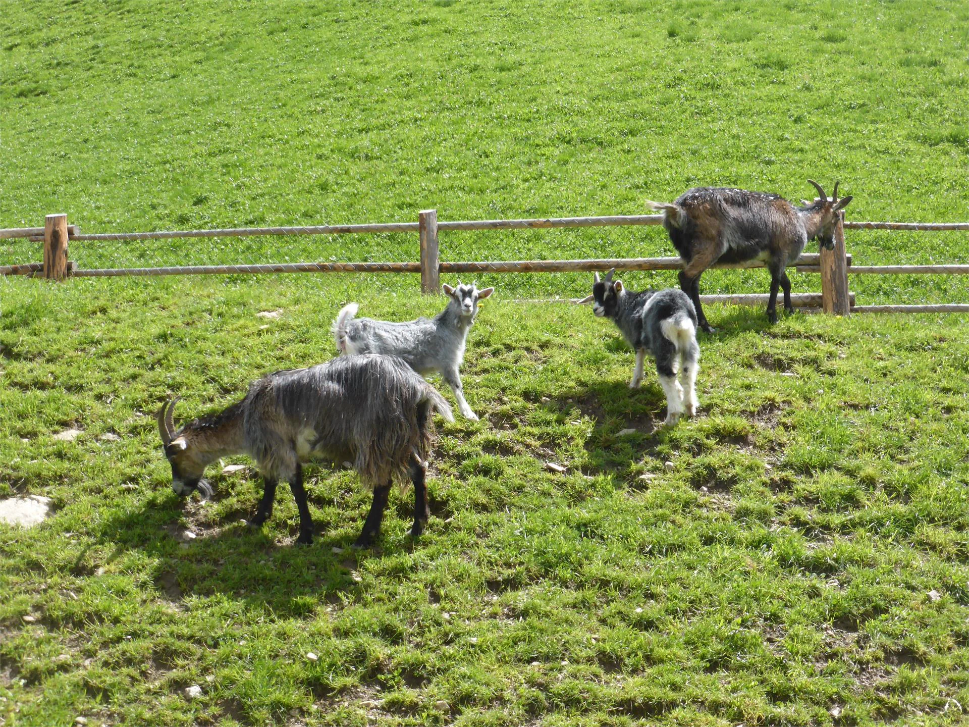 Parco faunistico Reierhof Valle di Casies 7 suedtirol.info