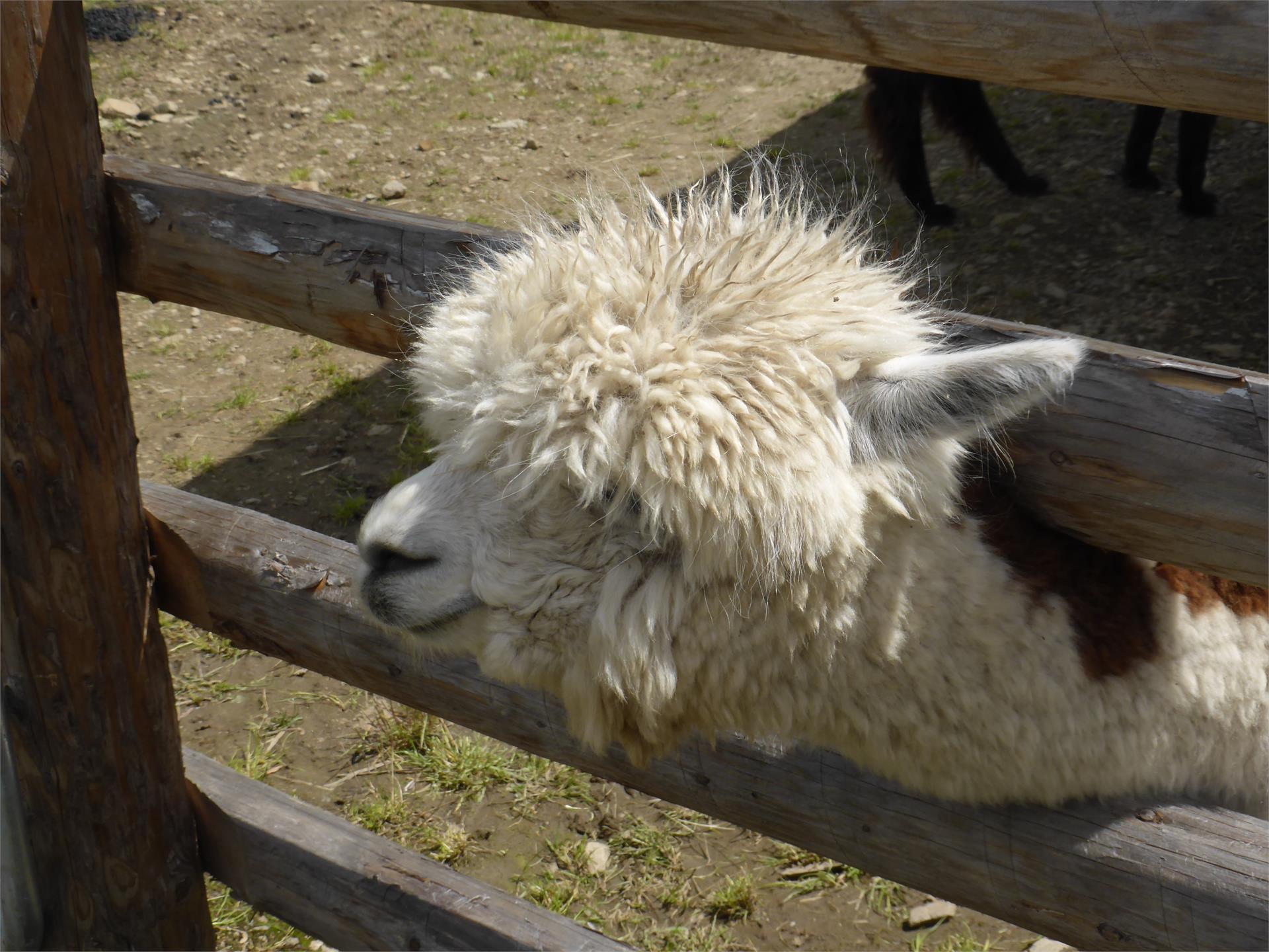 Animal Park Reierhof Gsies/Valle di Casies 3 suedtirol.info