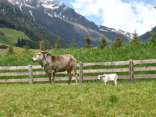 Schaubauernhof Reierhof - Gsies - #4 - suedtirol.info