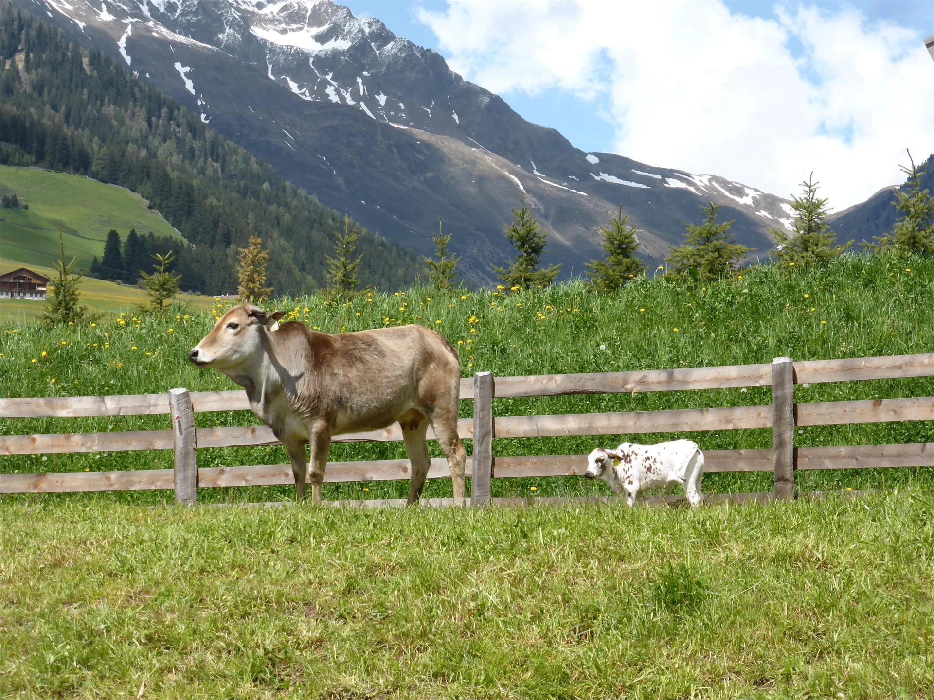 Parco faunistico Reierhof Valle di Casies 4 suedtirol.info