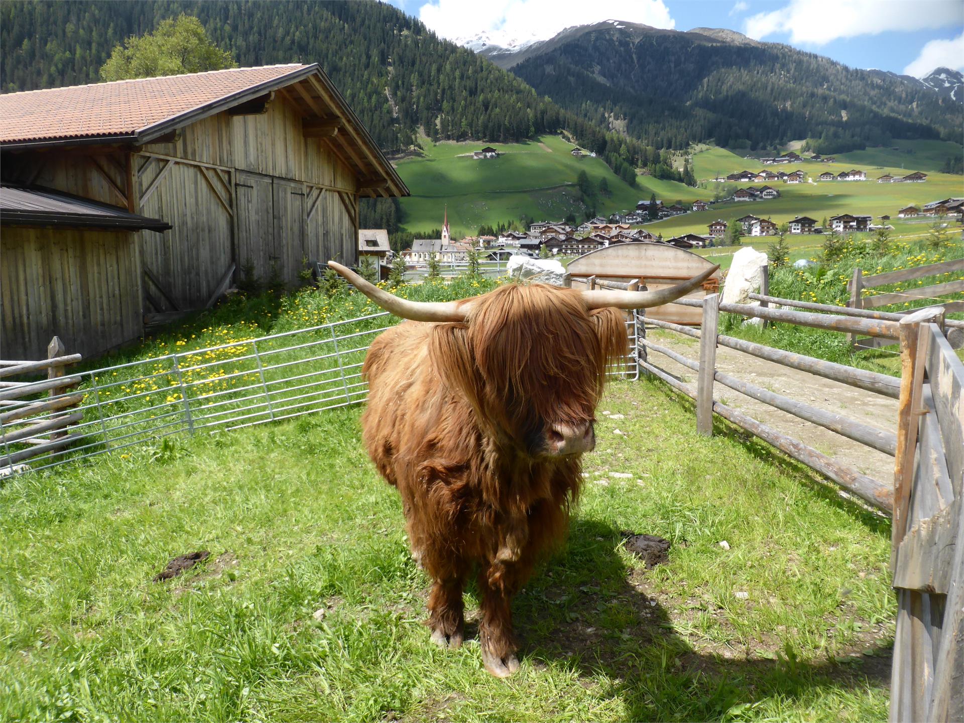 Animal Park Reierhof Gsies/Valle di Casies 2 suedtirol.info