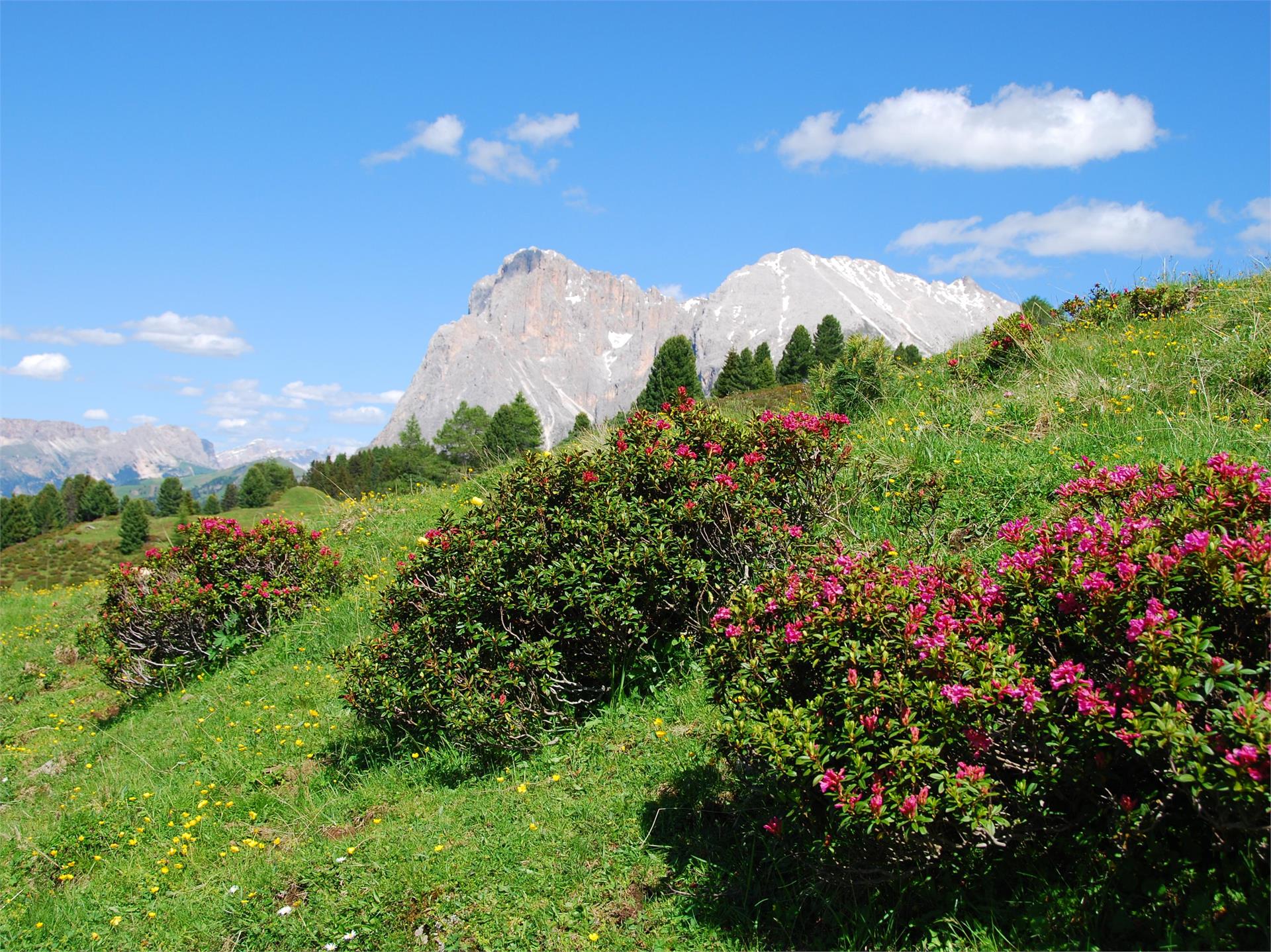 Alpe di Siusi - l'altipiano più grande d'Europa Ortisei 5 suedtirol.info