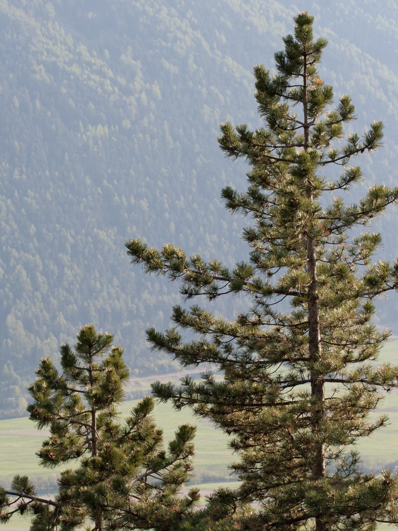 Schwarz-Föhre, Schwarz-Kiefer Prad am Stilfser Joch 1 suedtirol.info