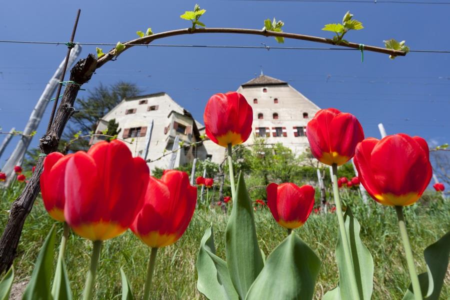 Englar Castle Eppan an der Weinstaße/Appiano sulla Strada del Vino 1 suedtirol.info