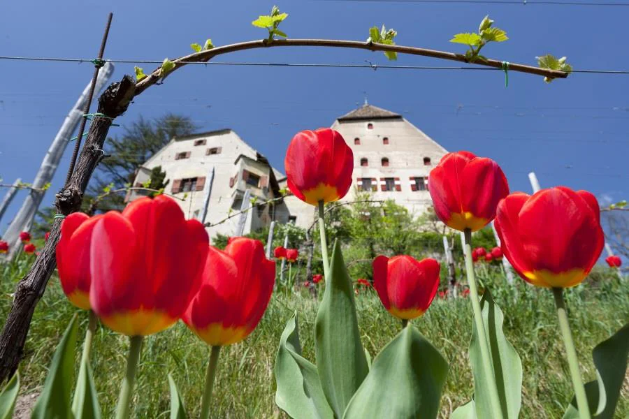 Englar Castle Eppan an der Weinstaße/Appiano sulla Strada del Vino 1 suedtirol.info