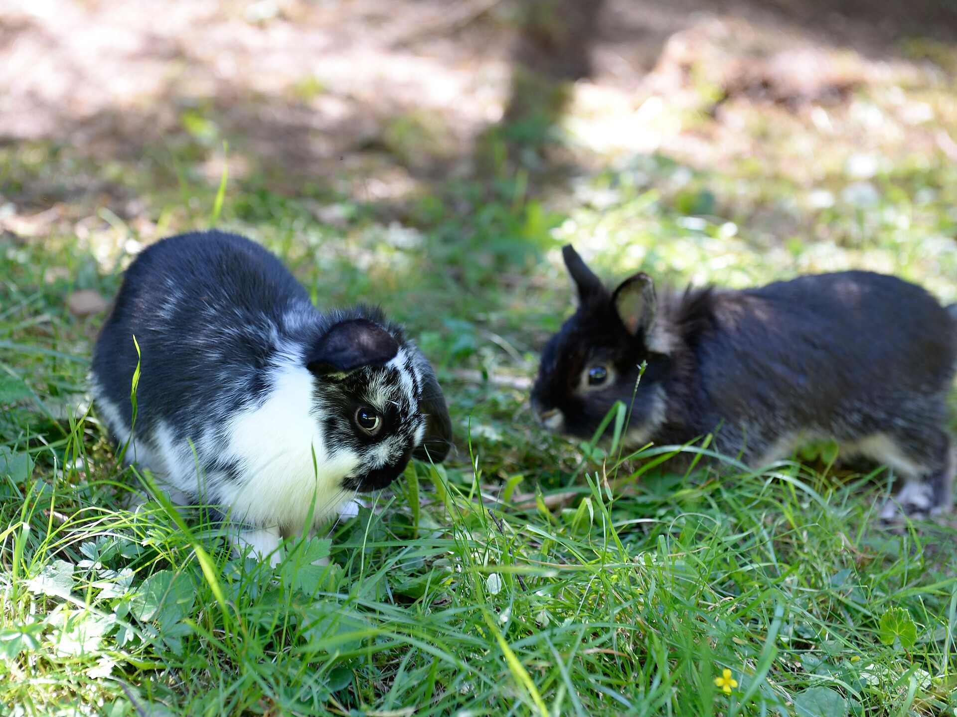 Rabbits