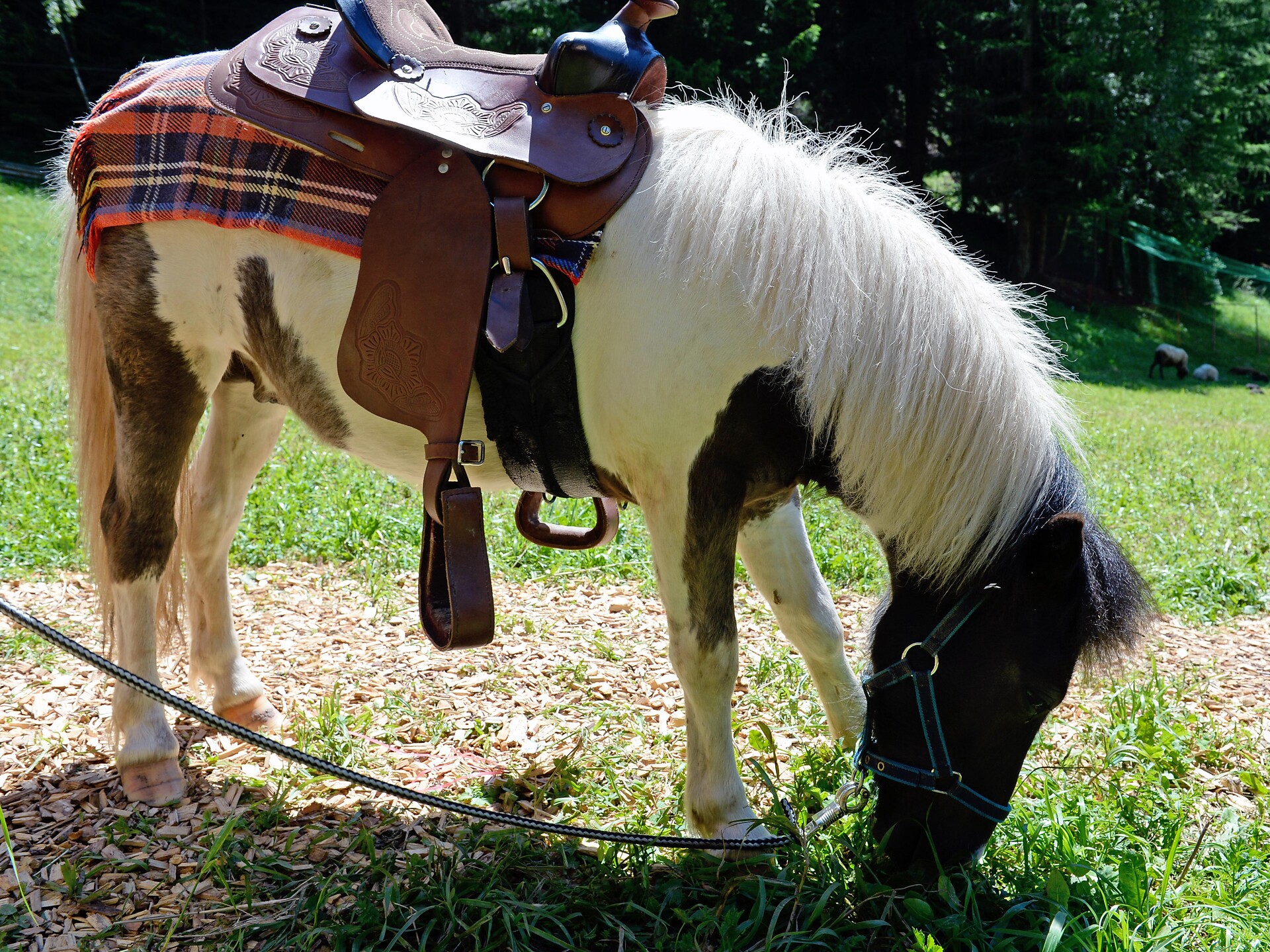 Pony
