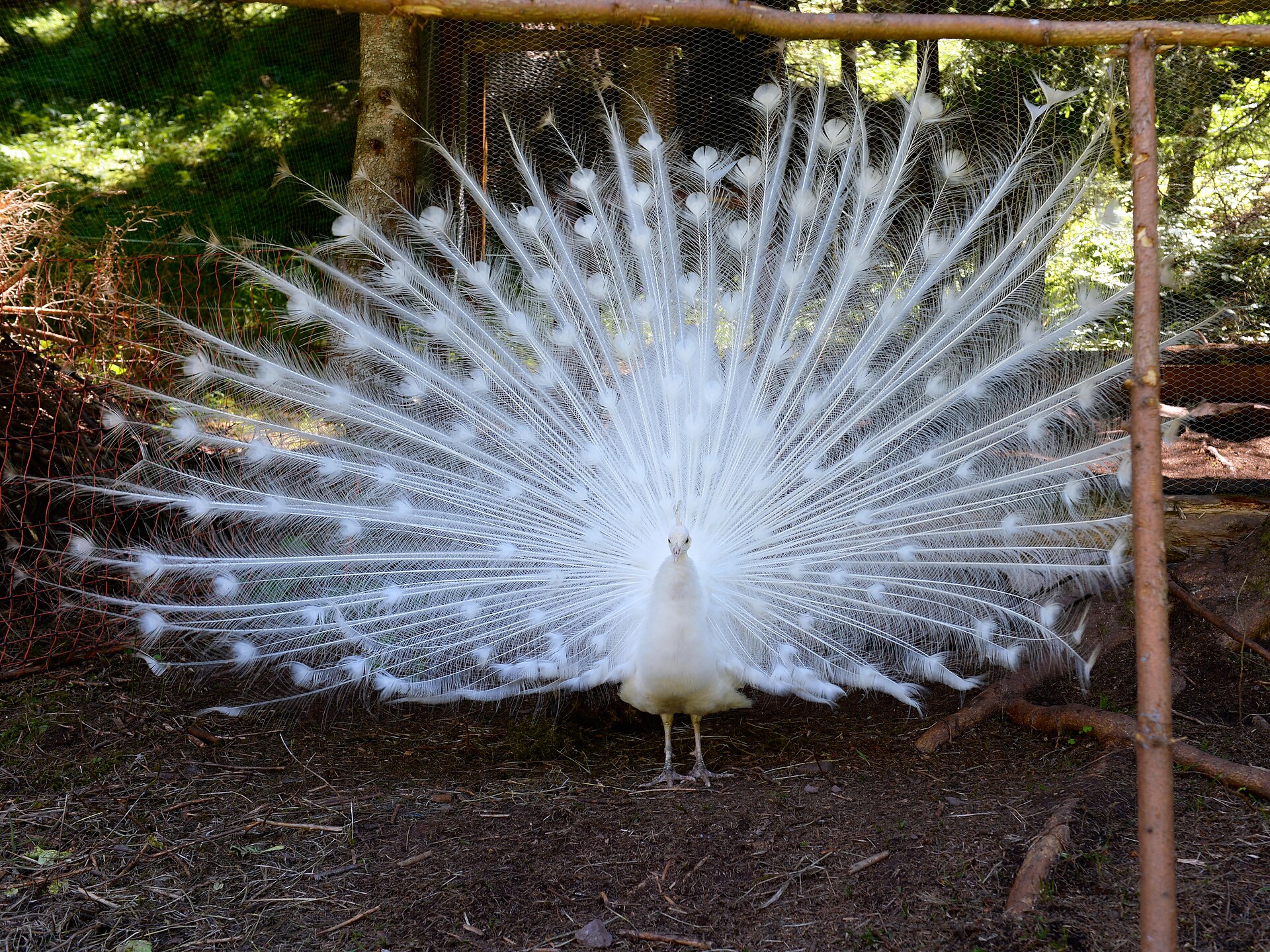 Pfau