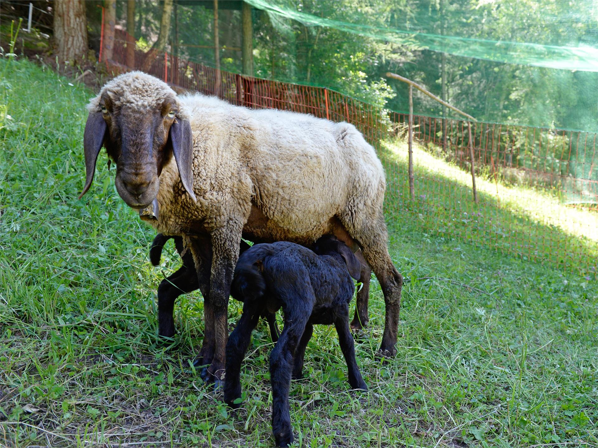 Petting zoo at the Adventure Park "Col de Flam" Urtijëi/Ortisei 4 suedtirol.info
