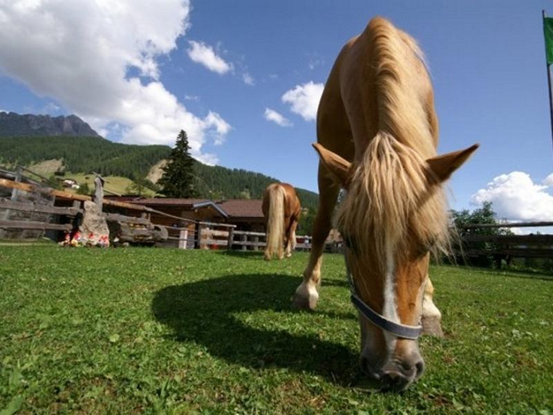Sitting Bull Ranch Badia 2 suedtirol.info
