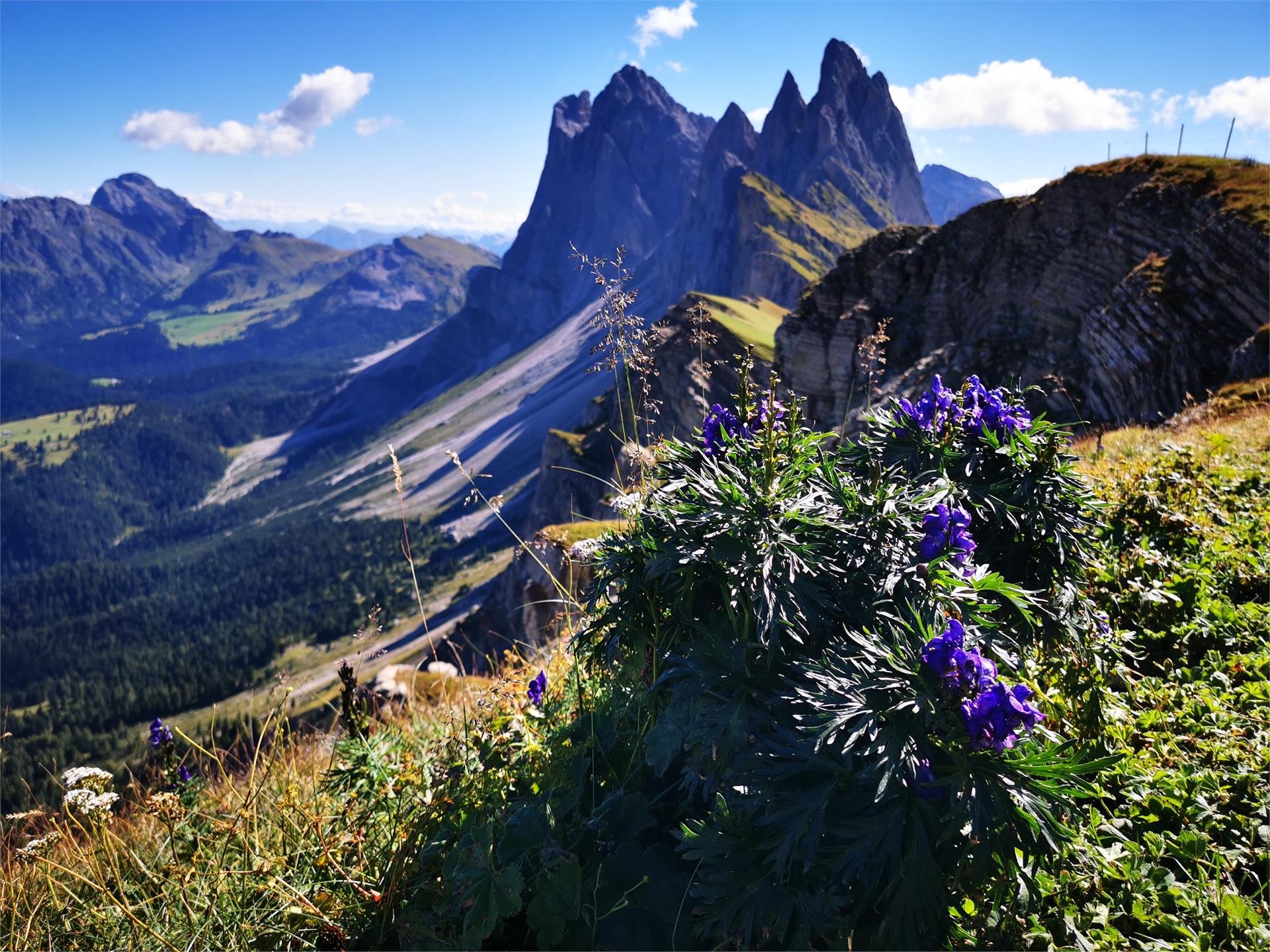 Stuflesser Patrick - hiking guide - International Mountain Leader Urtijëi/Ortisei 3 suedtirol.info
