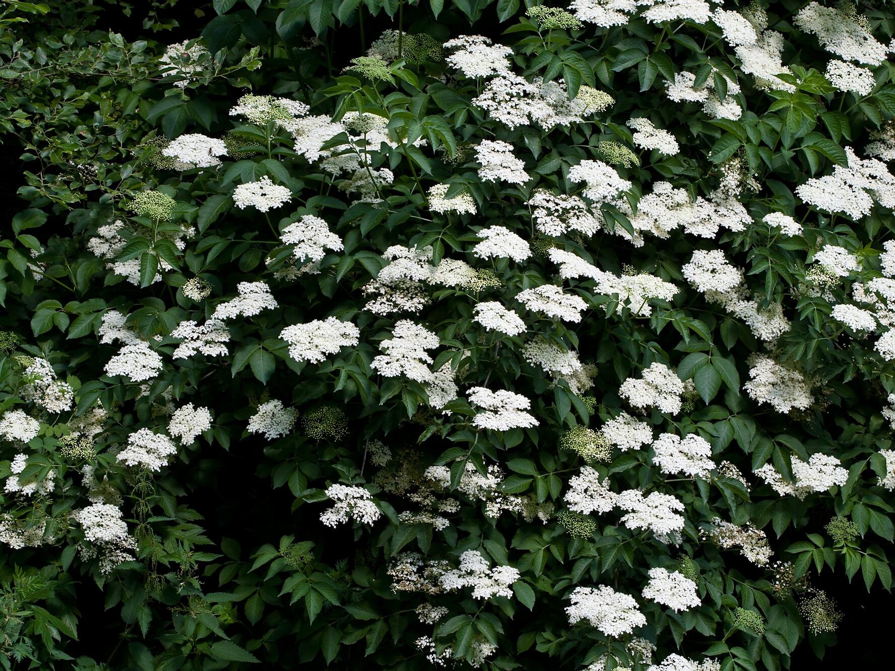 European black eldberry