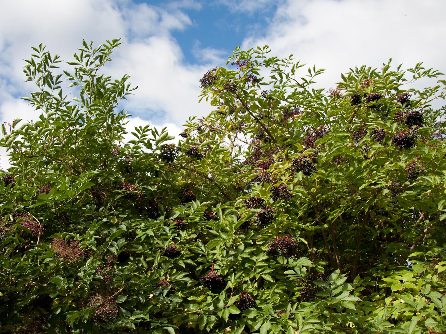 European black eldberry