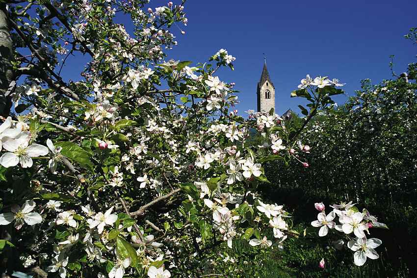 Nave