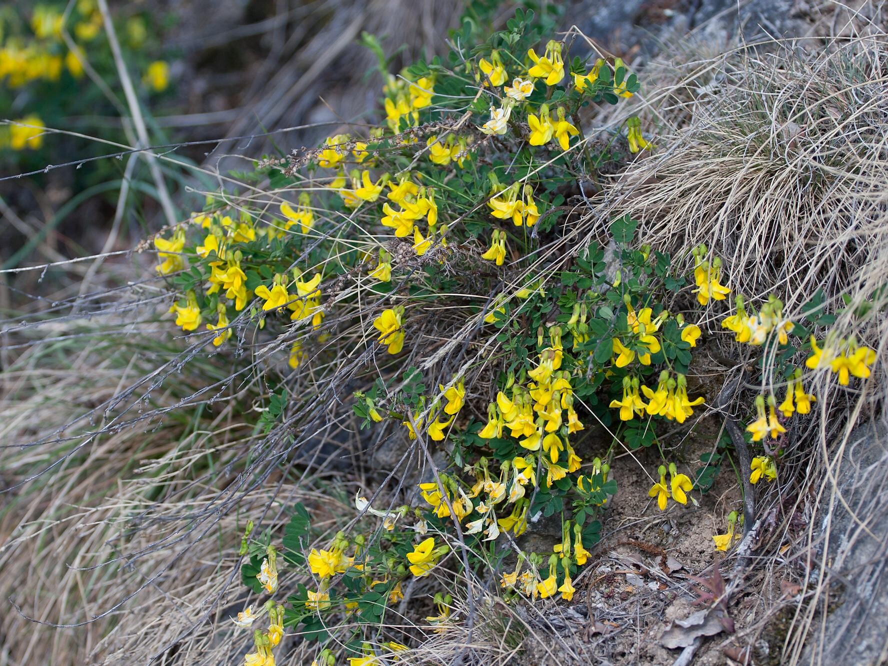 Scorpion senna