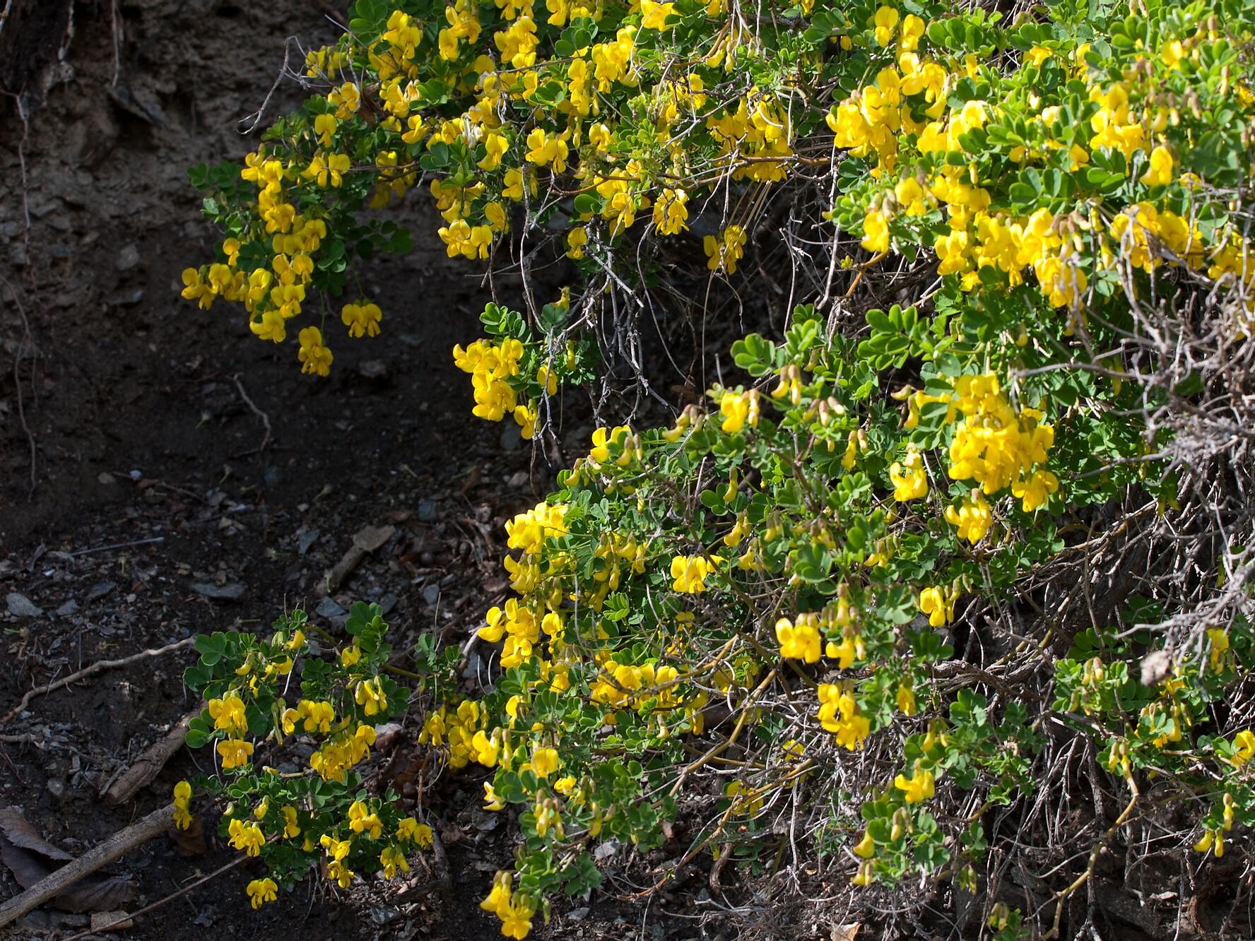 Scorpion senna