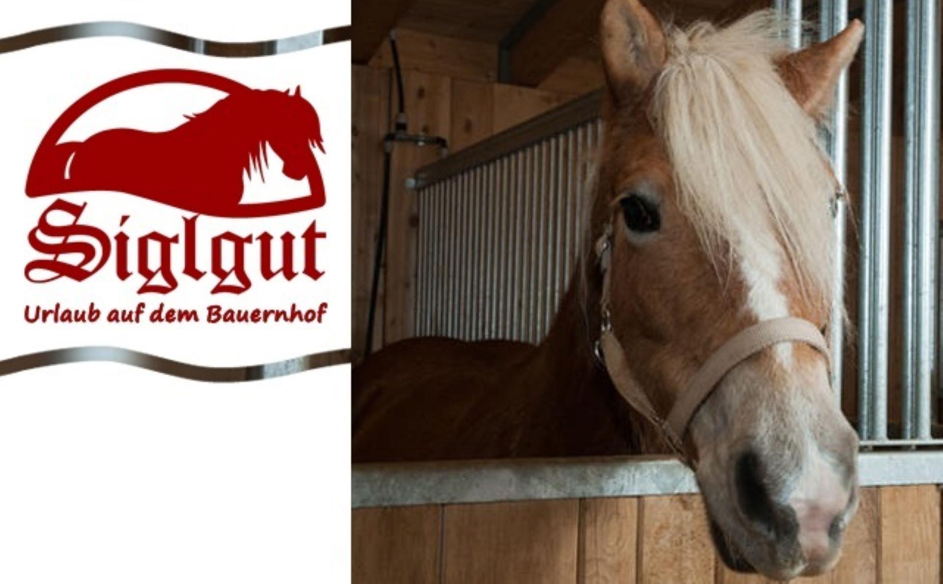 Siglgut Latsch/Laces 3 suedtirol.info