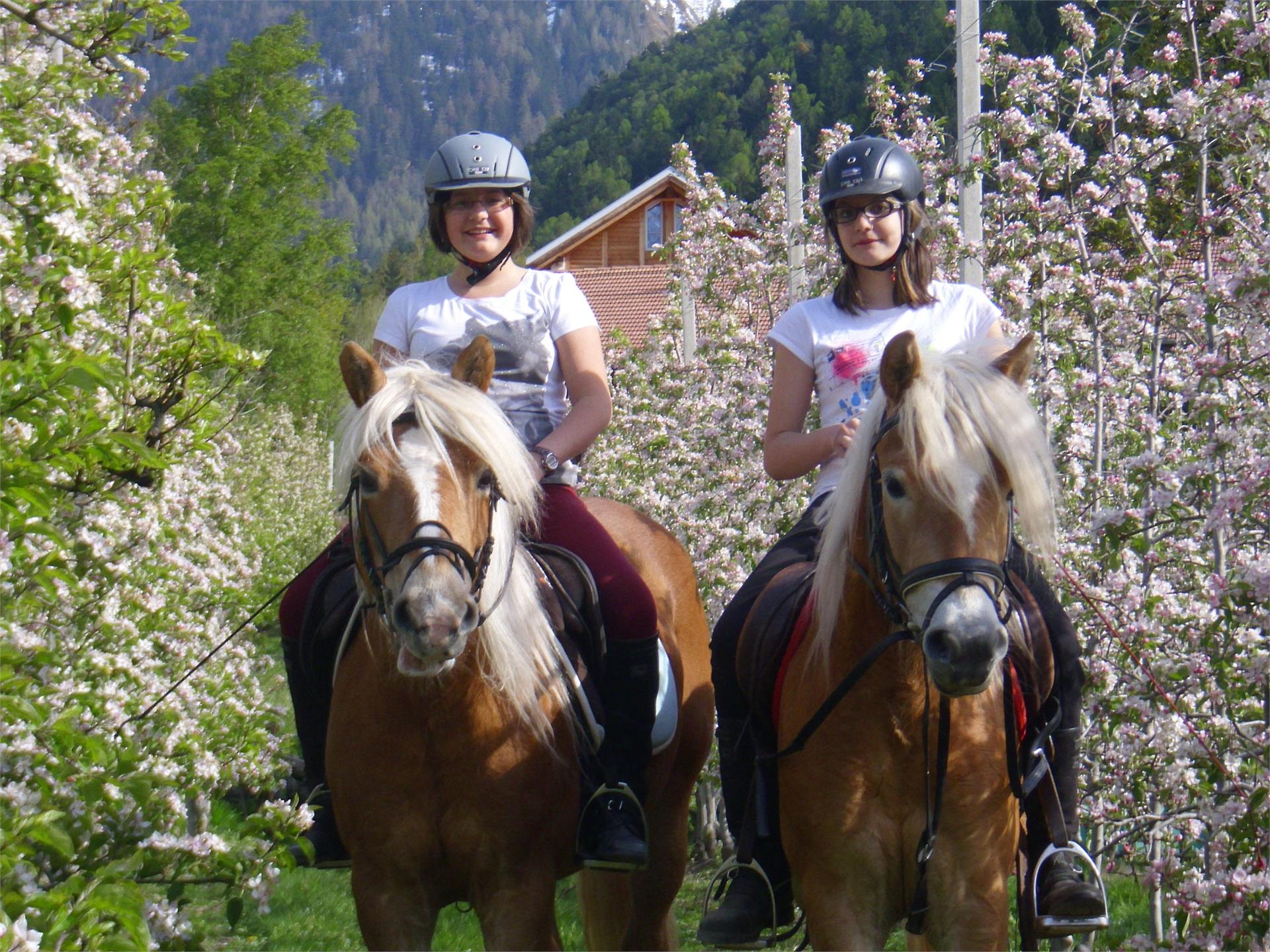 Siglgut Latsch/Laces 1 suedtirol.info