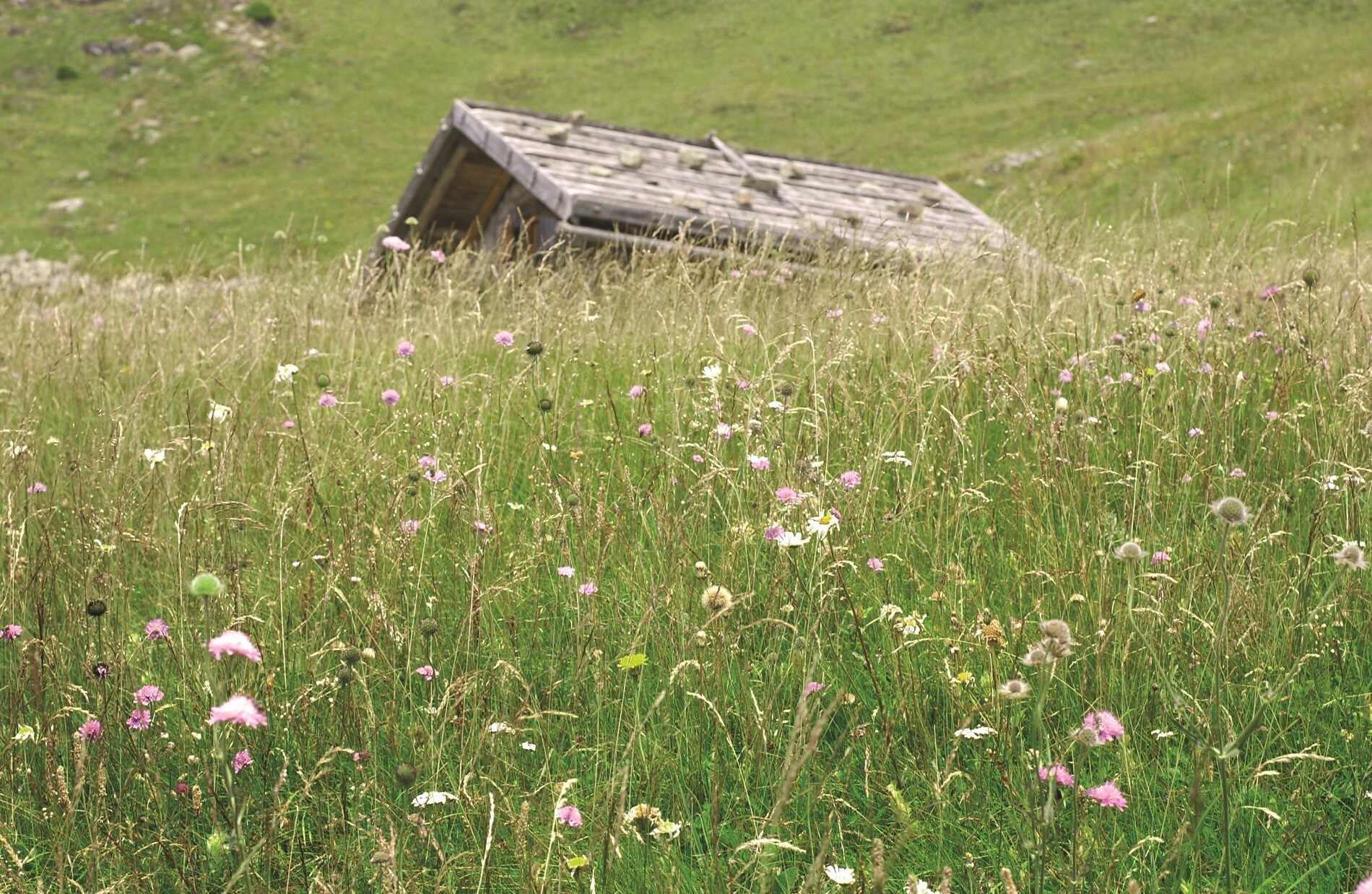South Tyrol Mountain Pasture Hay