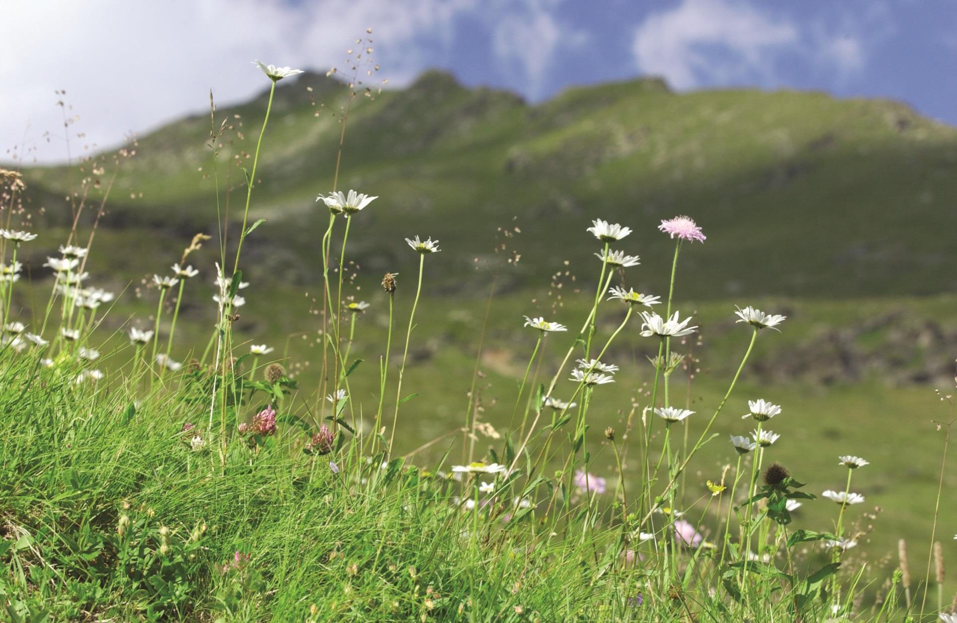 Fieno di prato montano altoatesino San Leonardo in Passiria 6 suedtirol.info