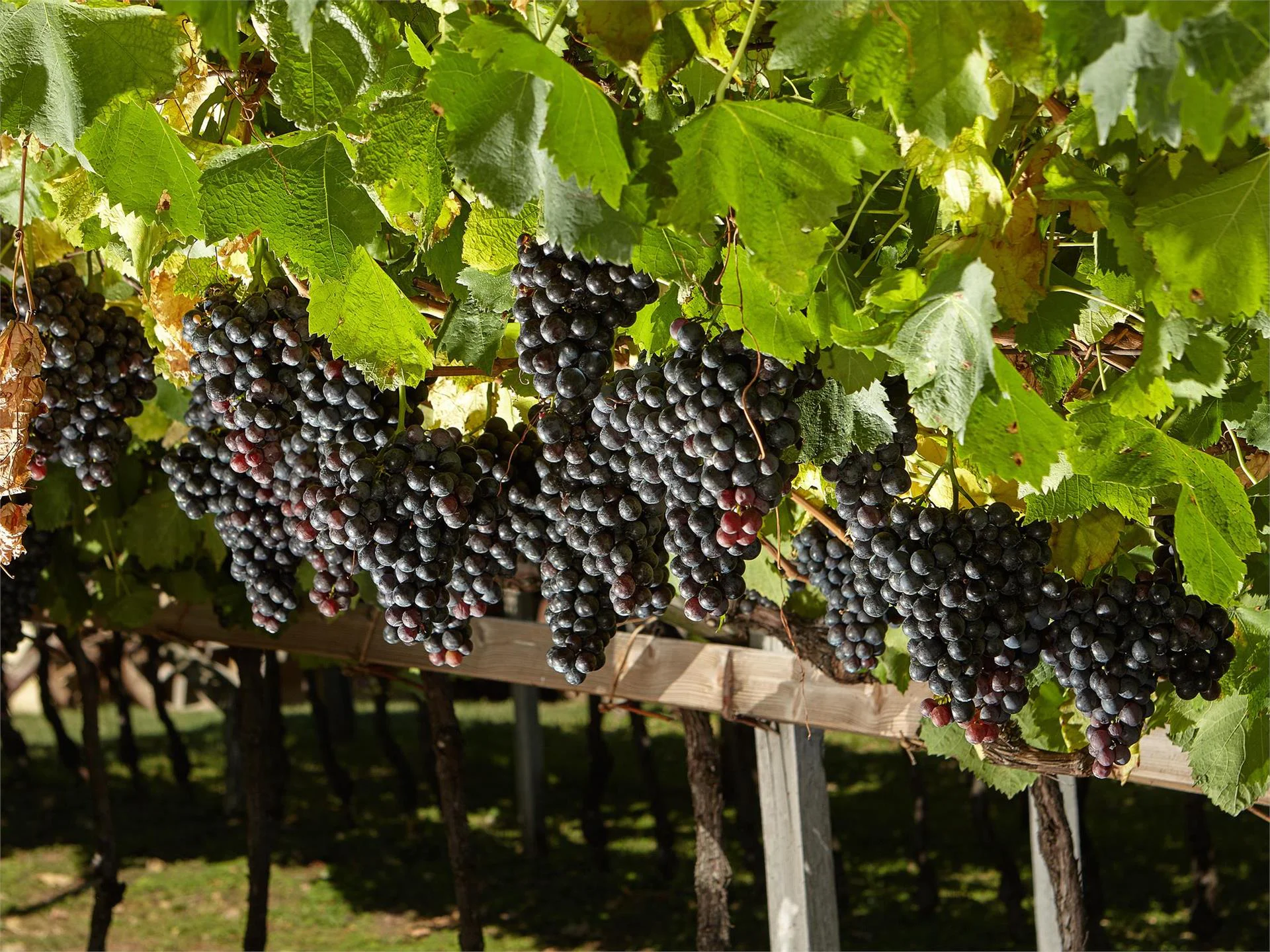 Museo provinciale del vino Caldaro sulla Strada del Vino 7 suedtirol.info