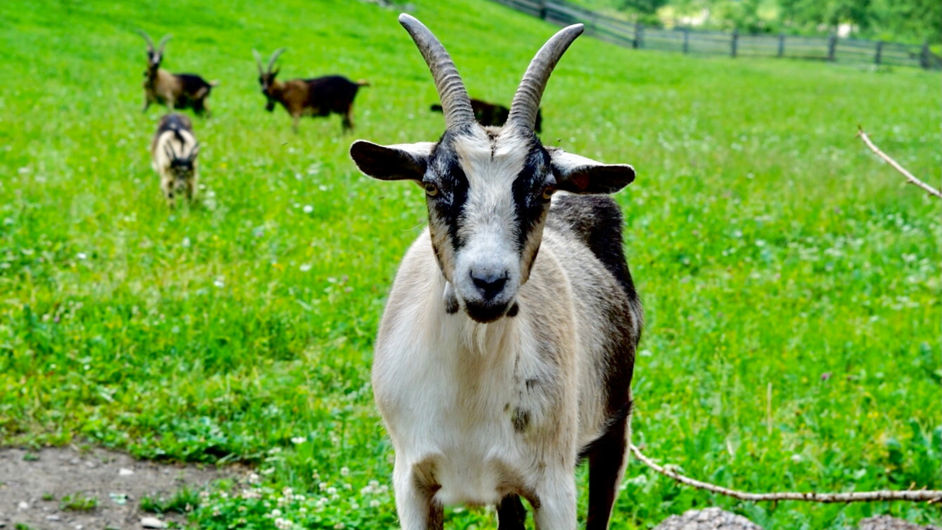 Sennerhof - Sterzing und Umgebung - #7 - suedtirol.info