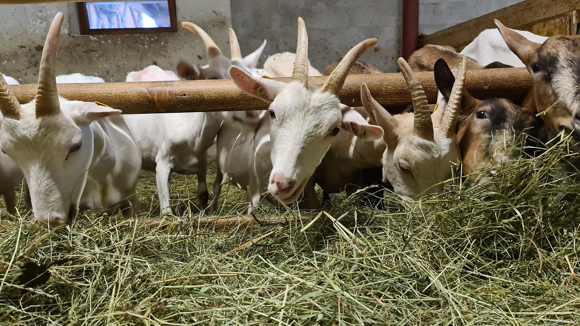Sennerhof - Sterzing und Umgebung - #1 - suedtirol.info
