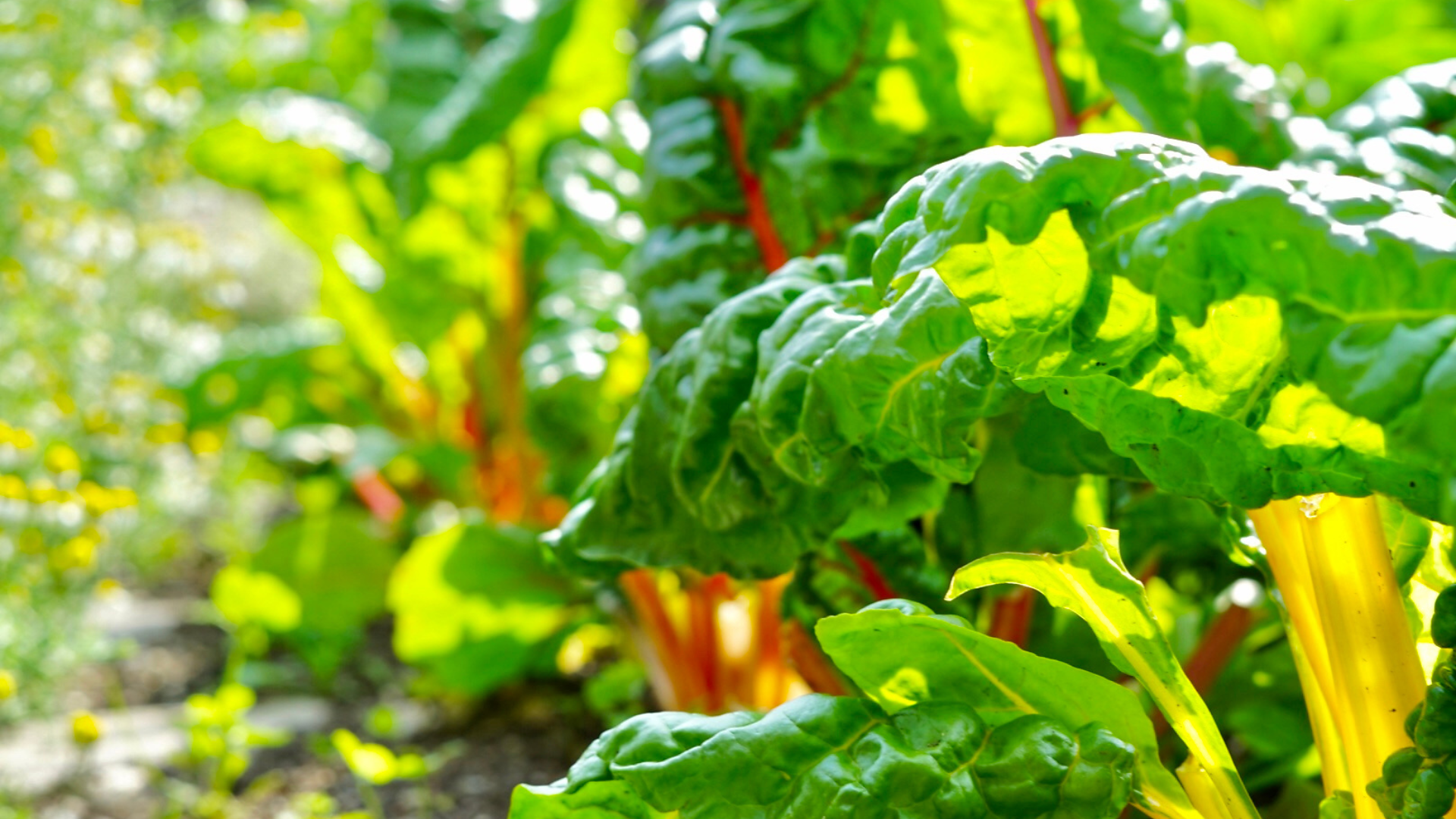 Sennerhof - Sterzing und Umgebung - #4 - suedtirol.info