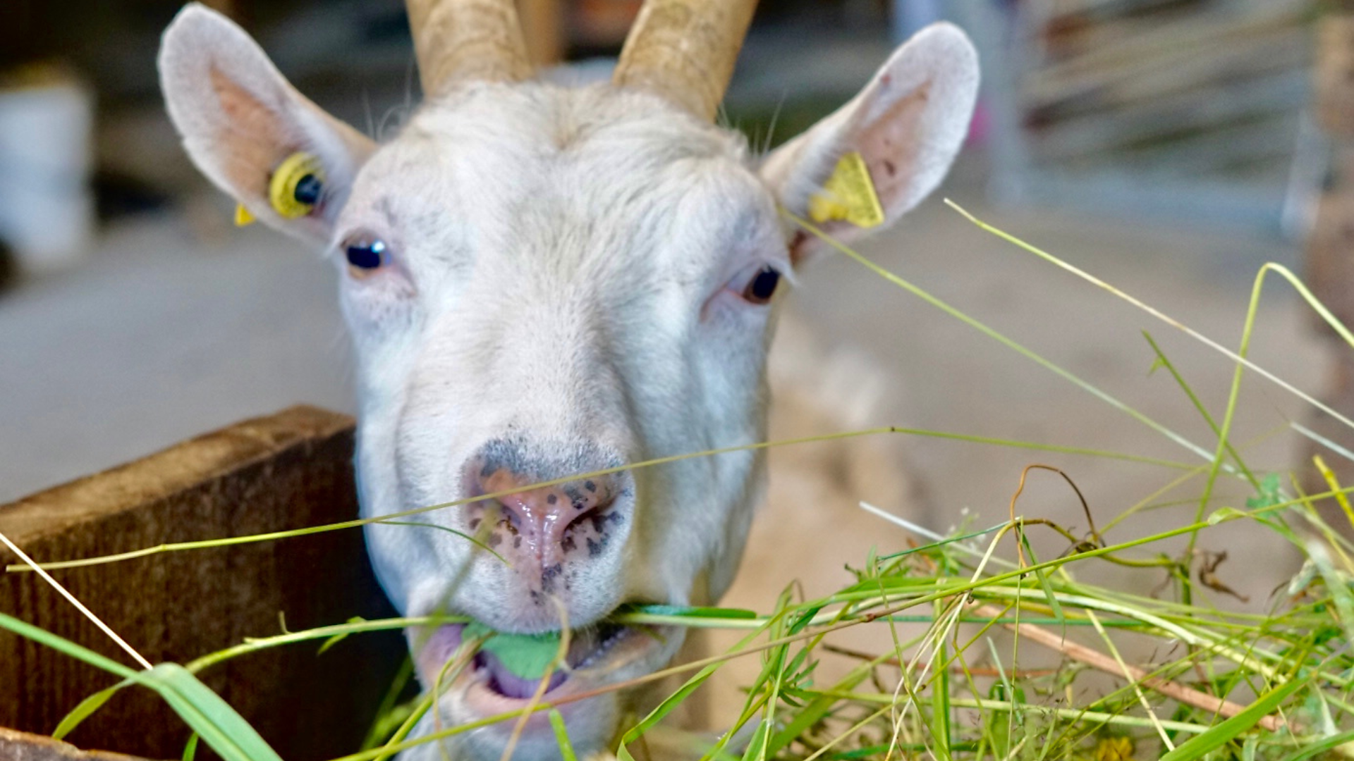 Sennerhof - Sterzing und Umgebung - #3 - suedtirol.info