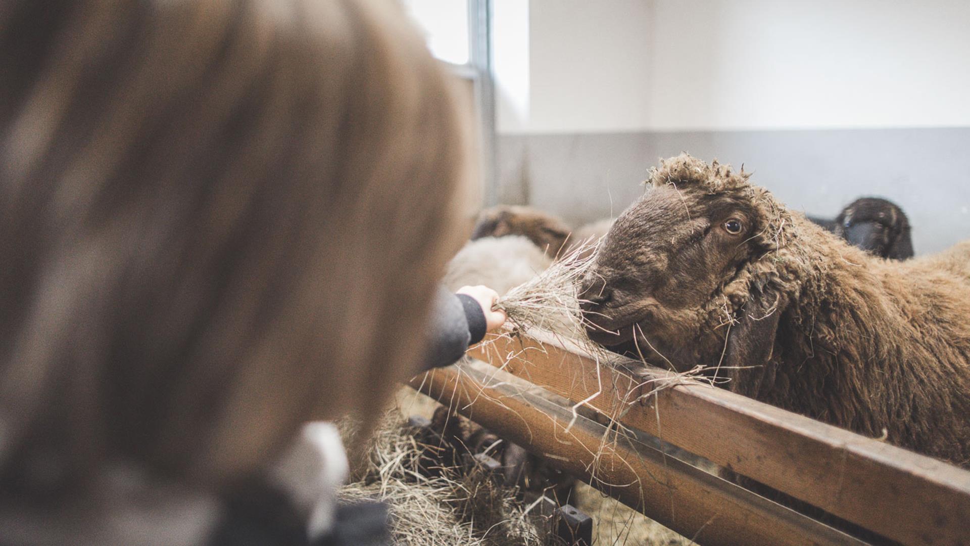Museum of sheep Sand in Taufers/Campo Tures 4 suedtirol.info