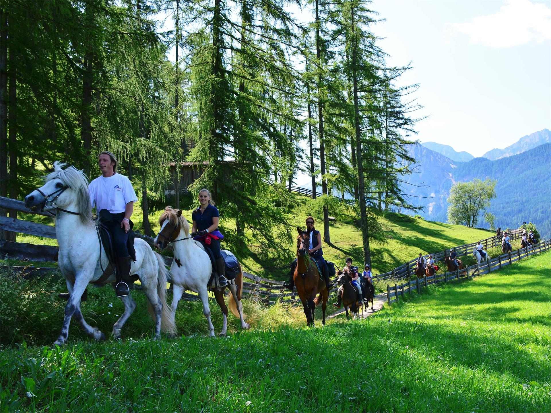 Schritt für Schritt - Horses Mareo San Vigilio 1 suedtirol.info