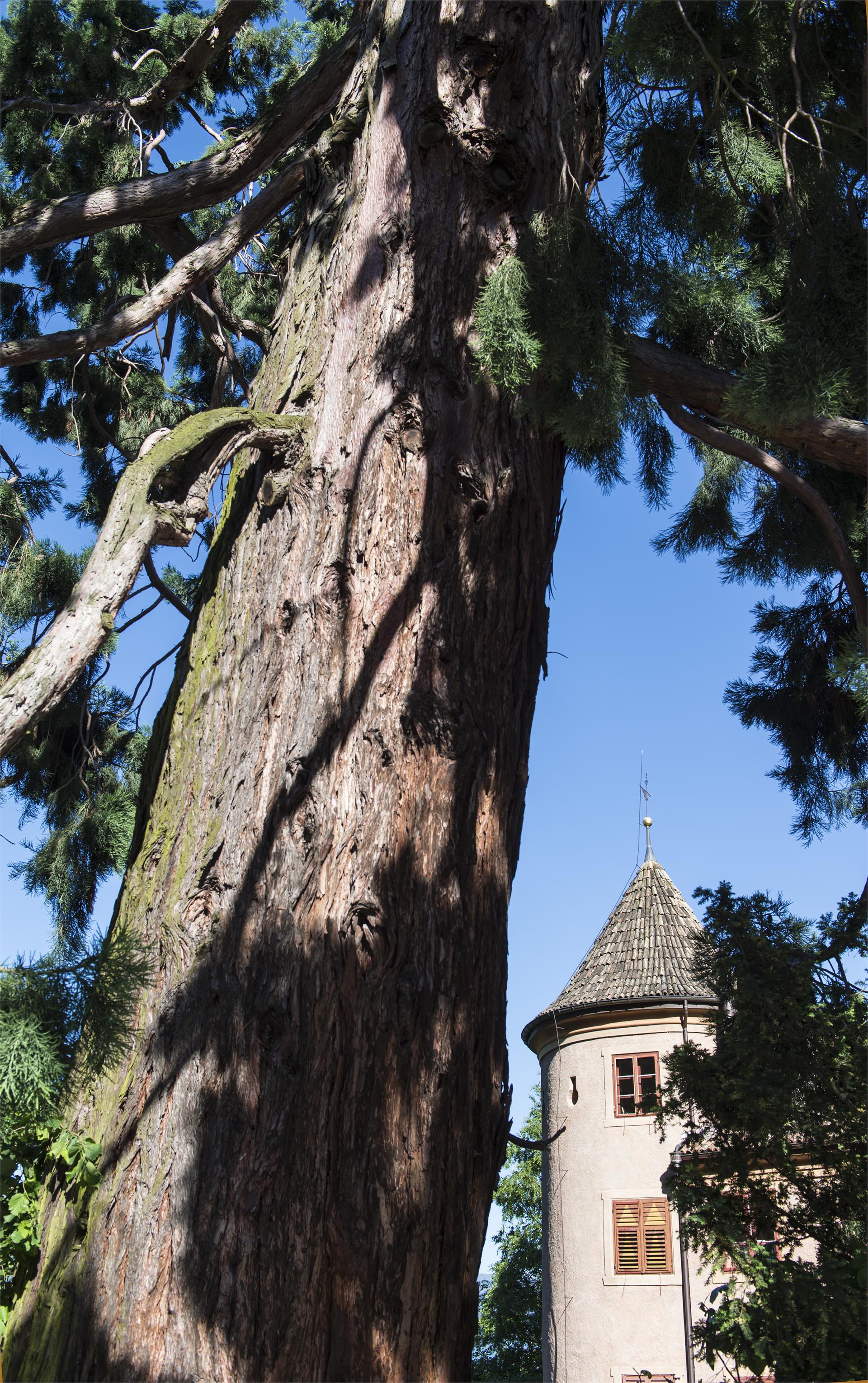 Spauregg Castle Partschins/Parcines 5 suedtirol.info