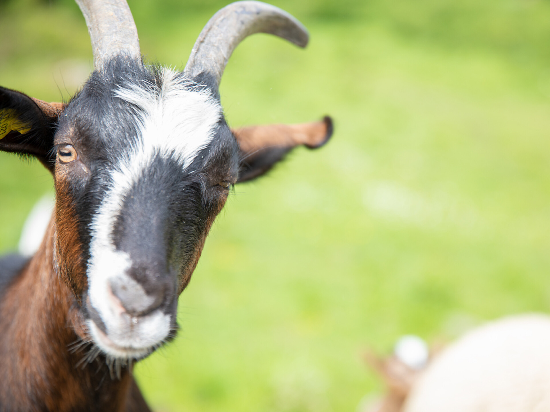 Zoo di carezze a Speikboden