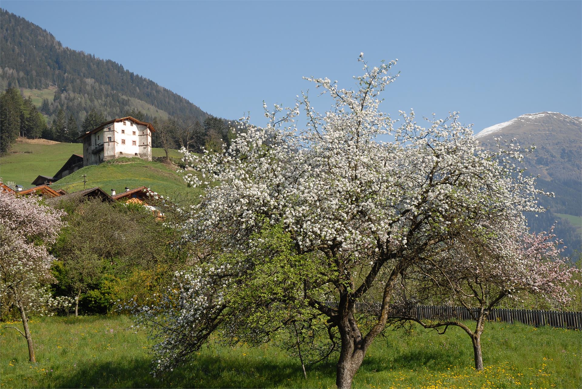 Schildhöfe Farms St.Leonhard in Passeier/San Leonardo in Passiria 1 suedtirol.info