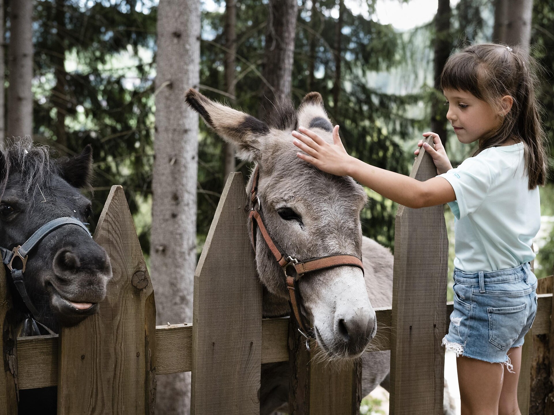 Animal park Corvara 3 suedtirol.info