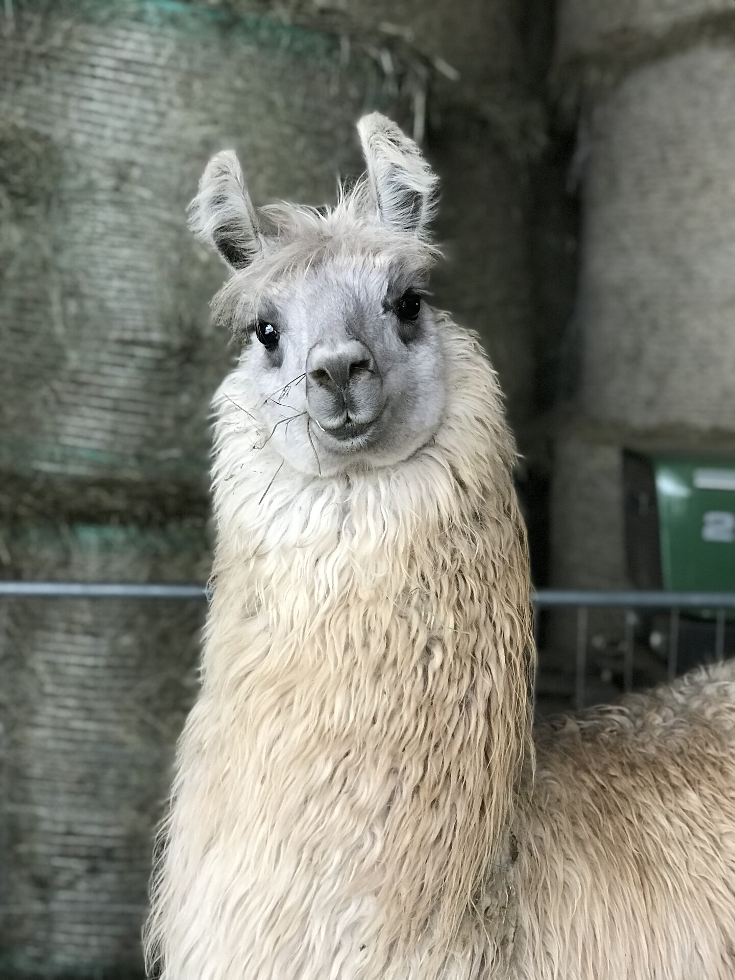 Lama & Alpaca Prennergut Nova Levante
