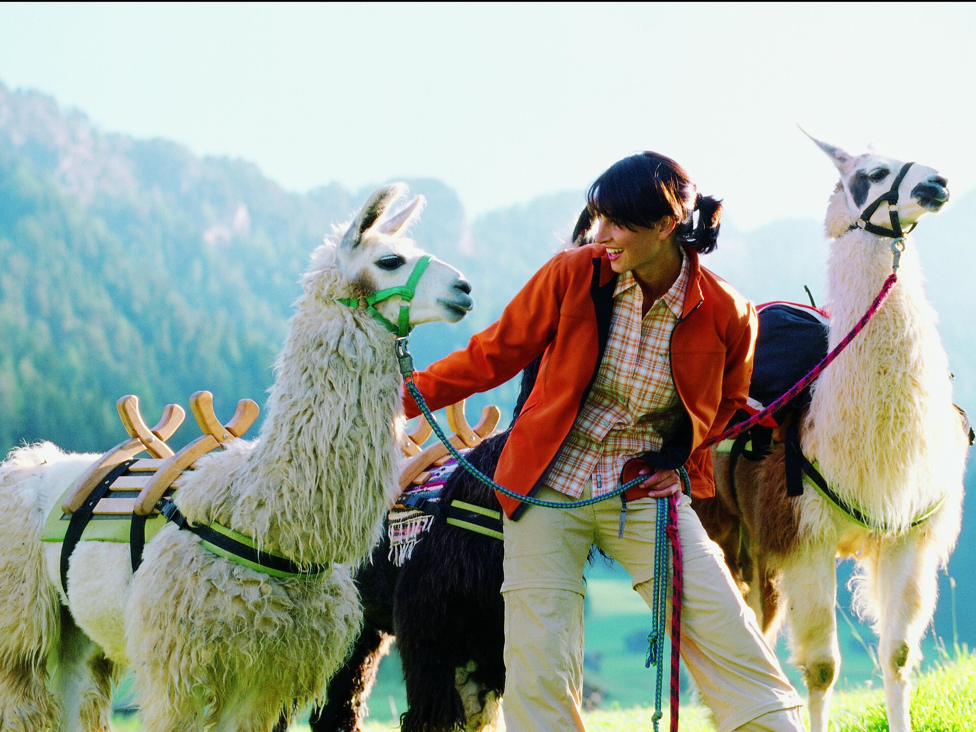 Lama & Alpaca Prennergut Nova Levante