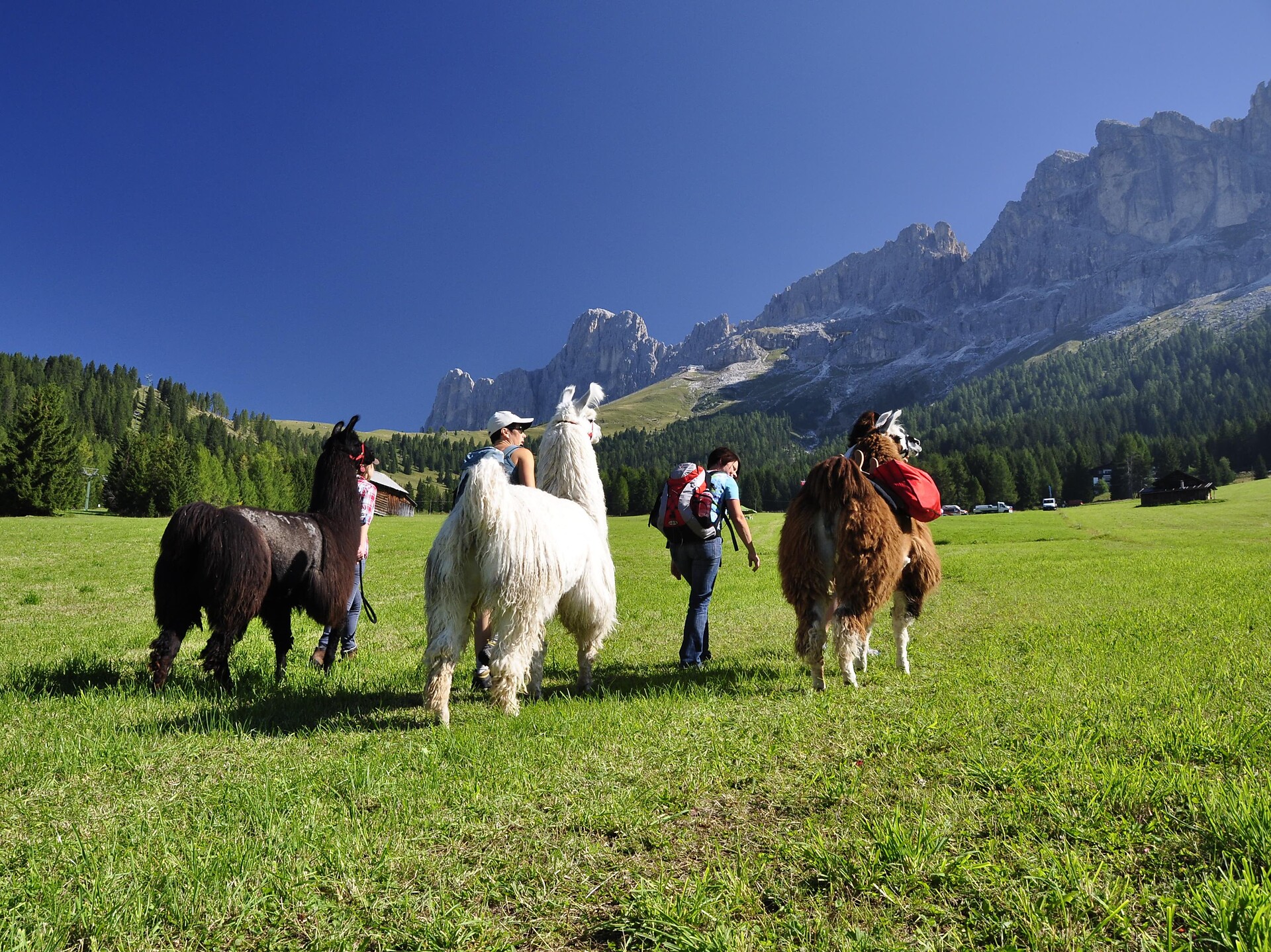 Trekking Lama & Alpaca Prennergut Nova Levante