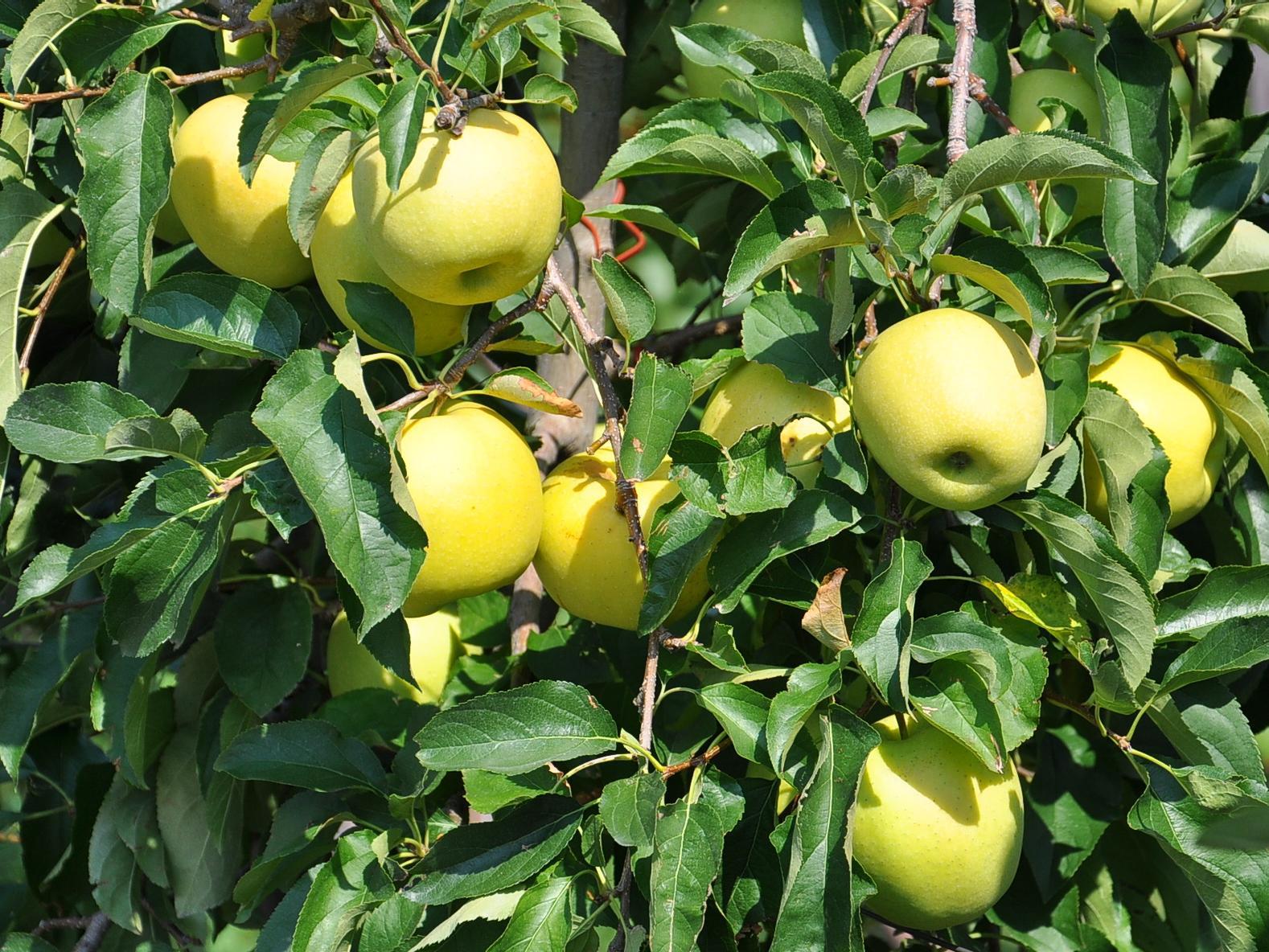Thurner Agrar - agricutural products Terlan/Terlano 1 suedtirol.info