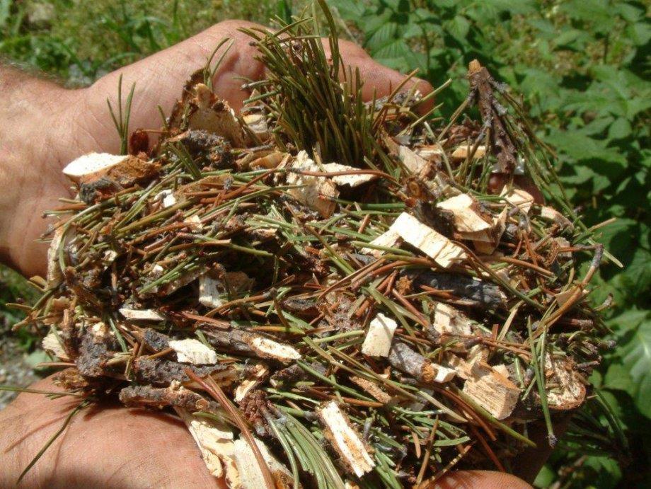 Thaler Georg - Olio di pino mugo Sarentino 1 suedtirol.info