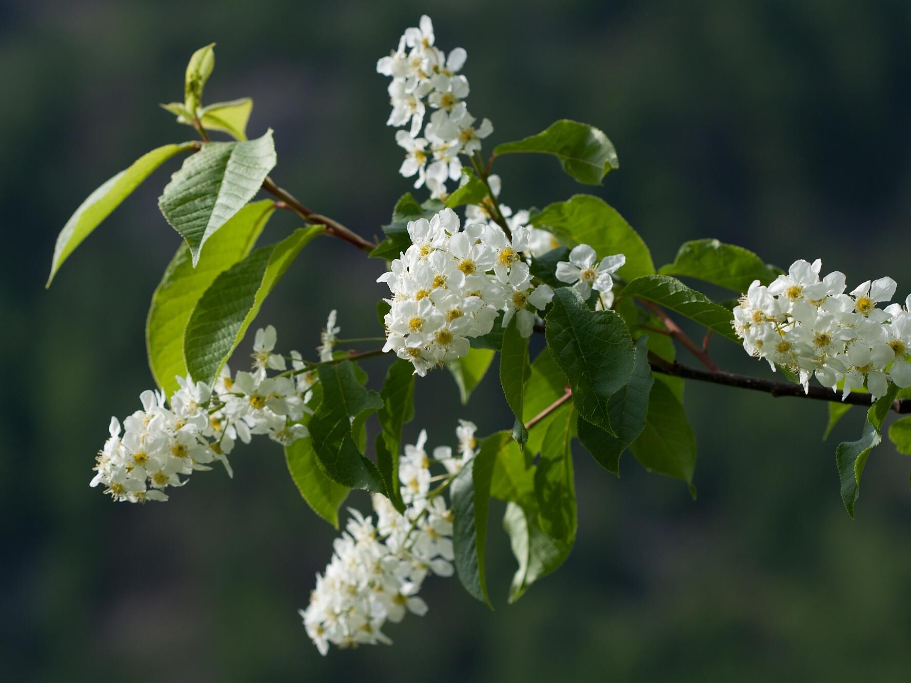 Pado