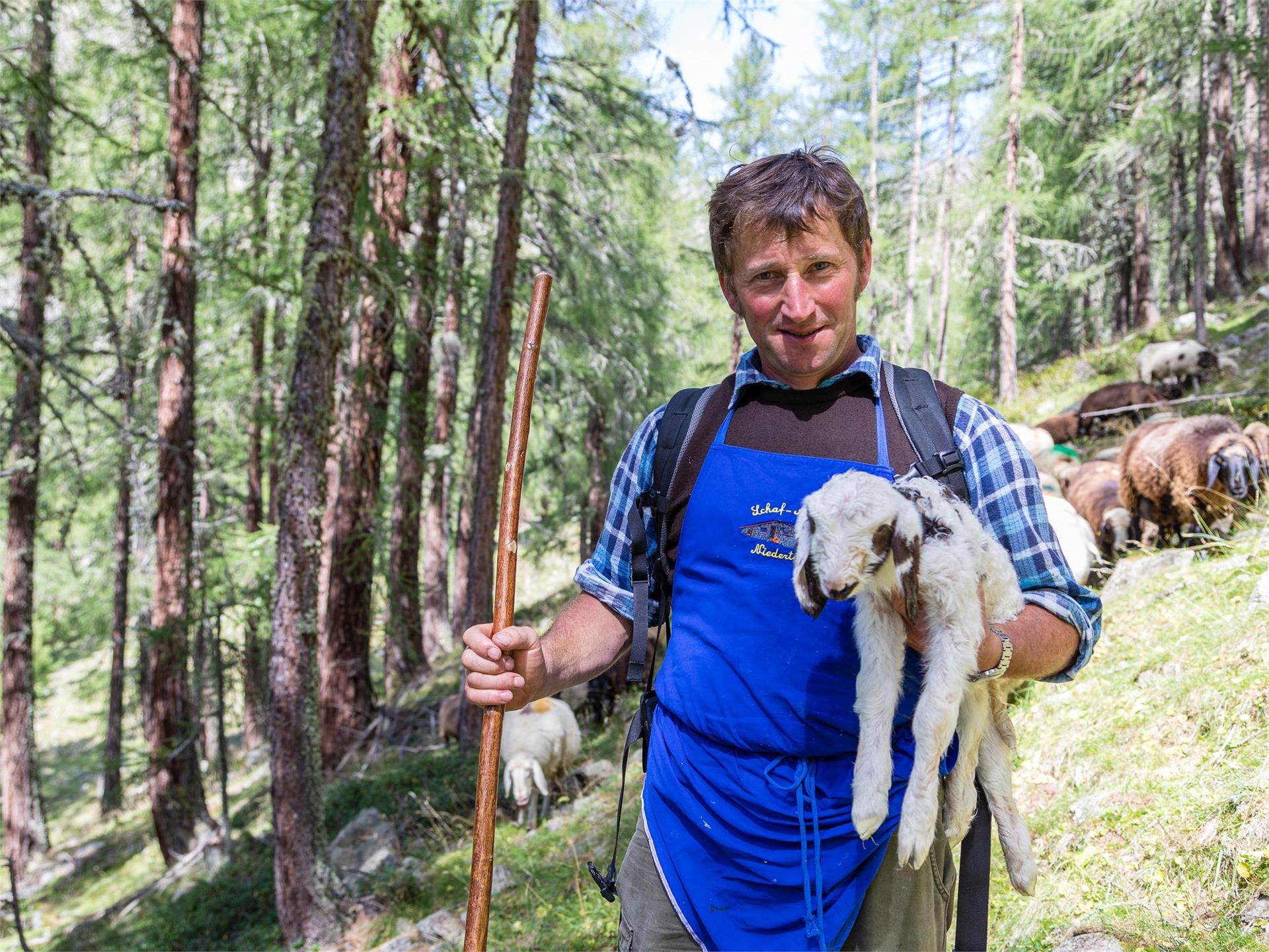 Transhumanz Schnals 5 suedtirol.info