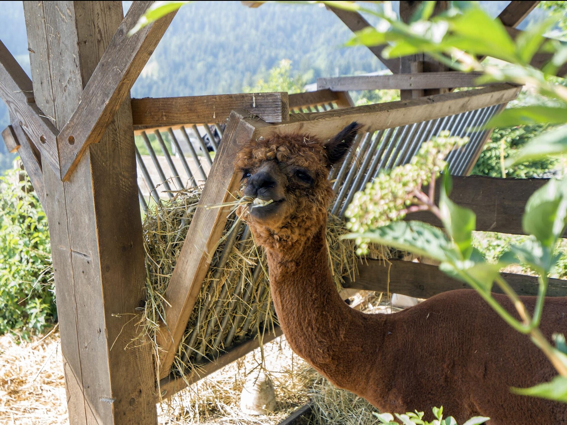 Tierwelt Rainguthof