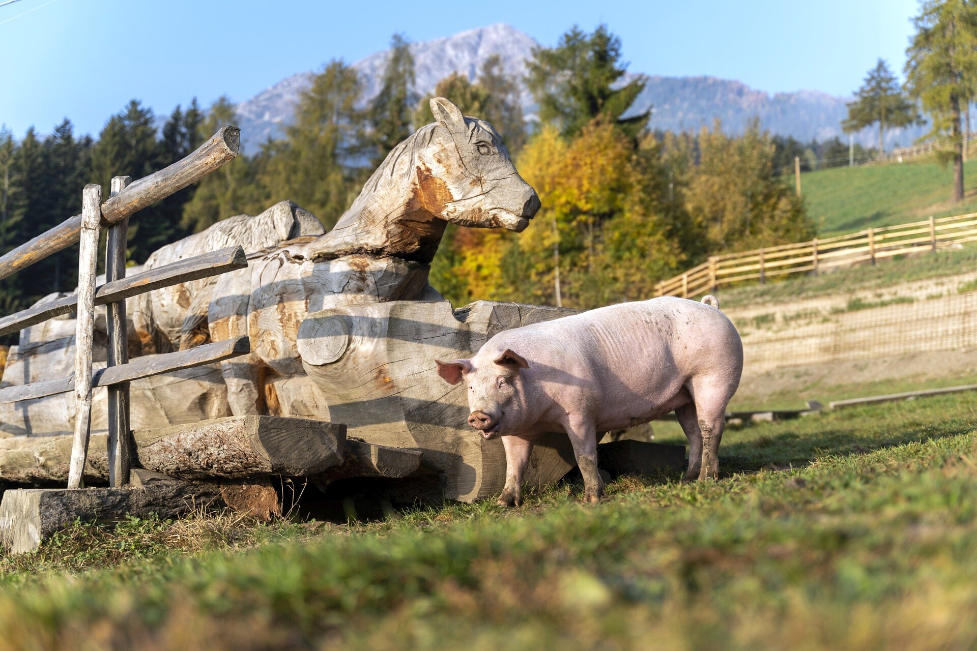 Tierwelt Rainguthof