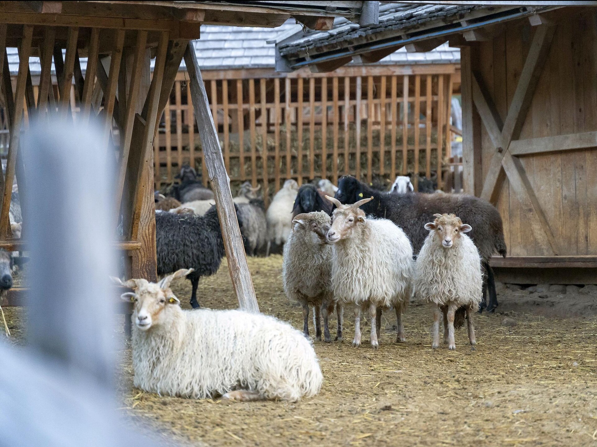 Tierwelt Rainguthof
