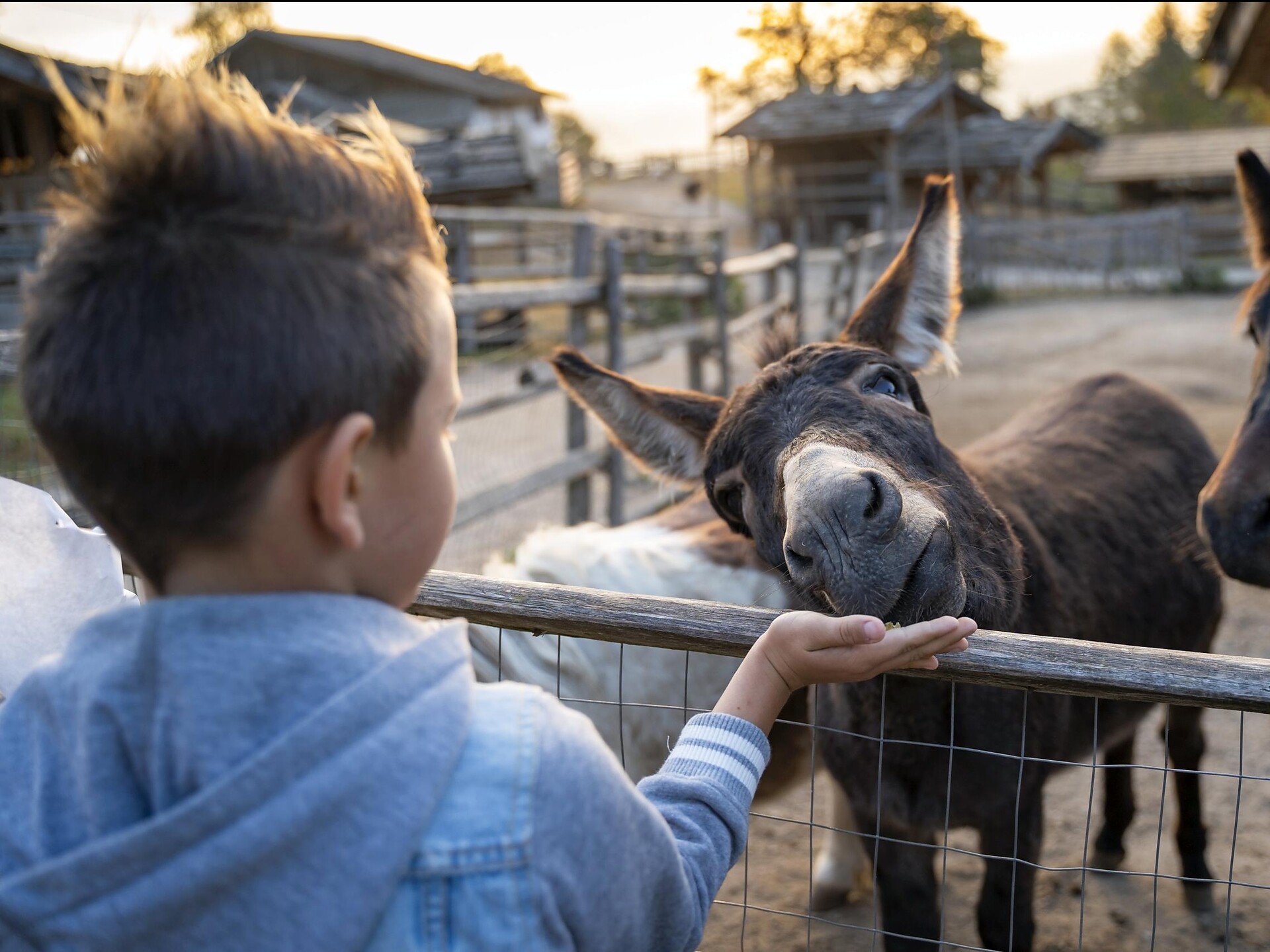 Tierwelt Rainguthof