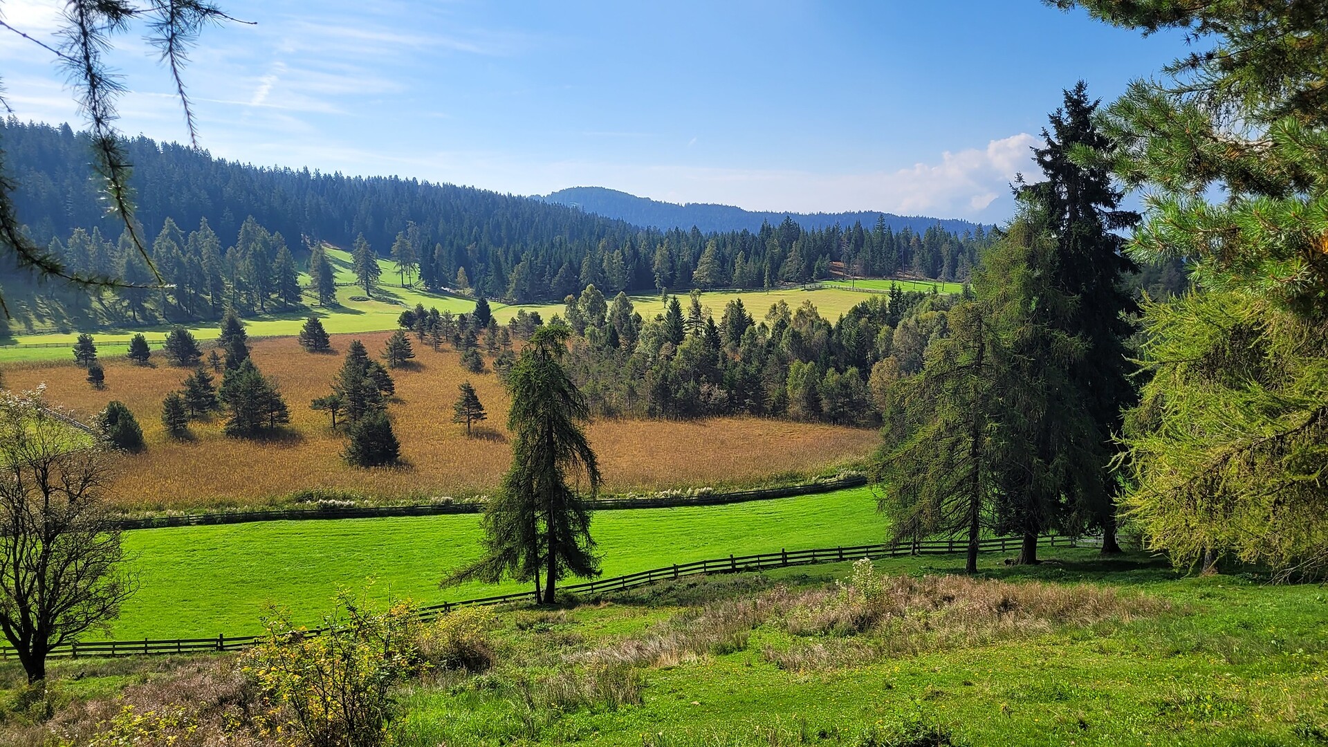 Tammerlemoos - Bolzano e dintorni - #1 - suedtirol.info